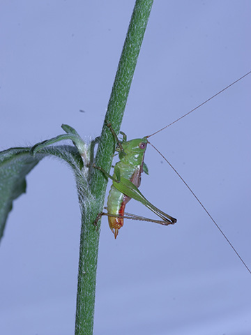 image of Conocephalus allardi