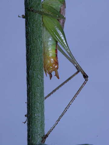 image of Conocephalus allardi