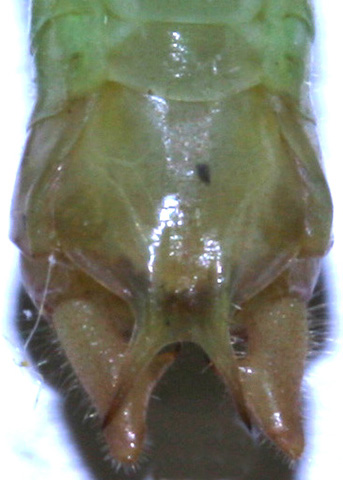 image of Conocephalus allardi