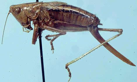 image of Conocephalus occidentalis