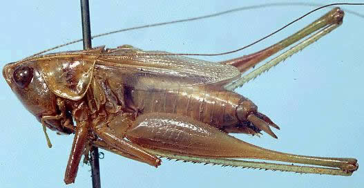 image of Conocephalus occidentalis