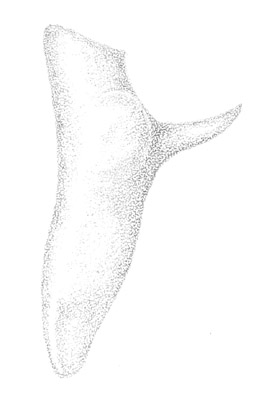 image of Conocephalus resacensis