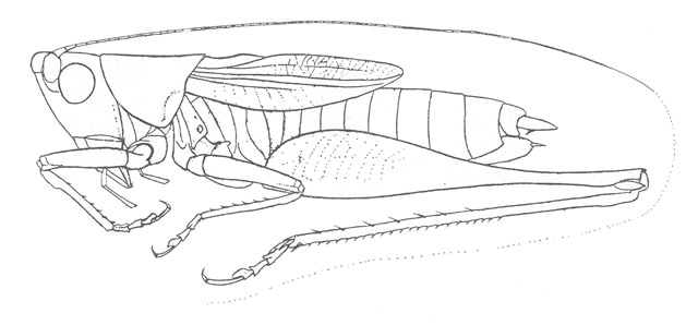 image of Conocephalus resacensis