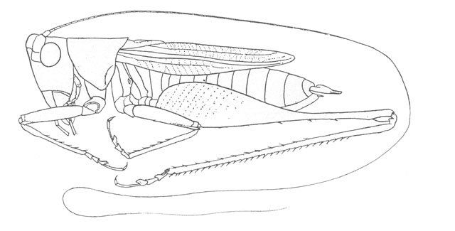 image of Conocephalus stictomerus