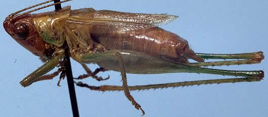 image of Conocephalus stictomerus