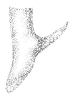 image of Conocephalus saltans