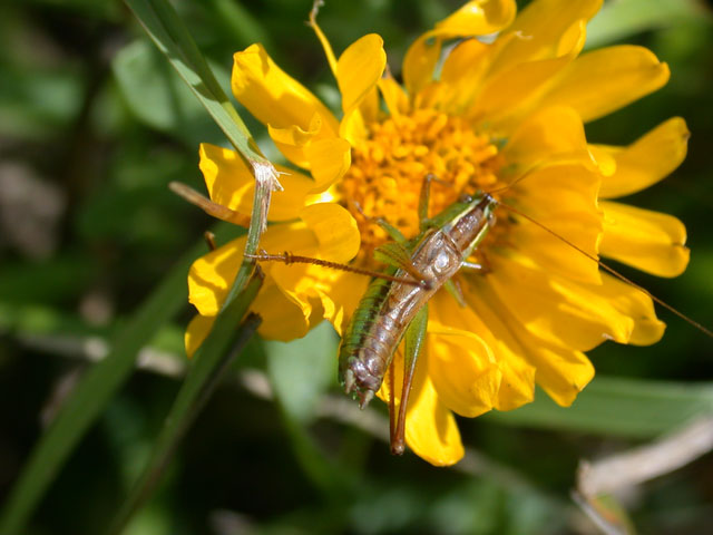 image of Conocephalus saltans