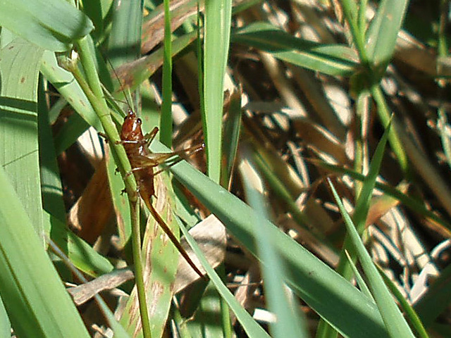 image of Conocephalus attenuatus