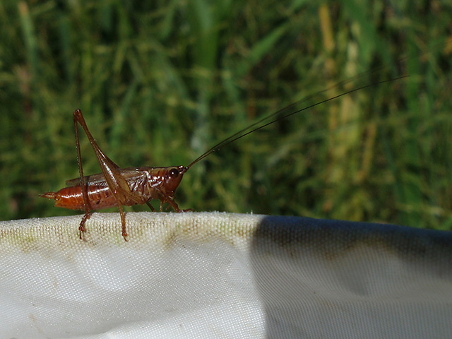 image of Conocephalus attenuatus