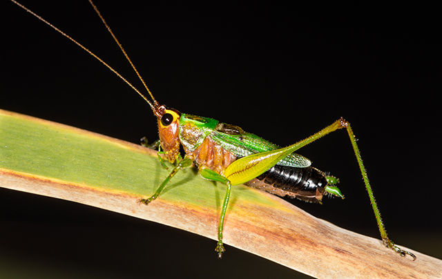 image of Conocephalus nigropleurum