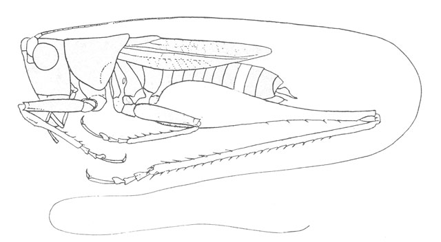 image of Conocephalus aigialus