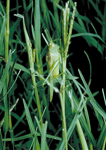 image of Conocephalus fasciatus