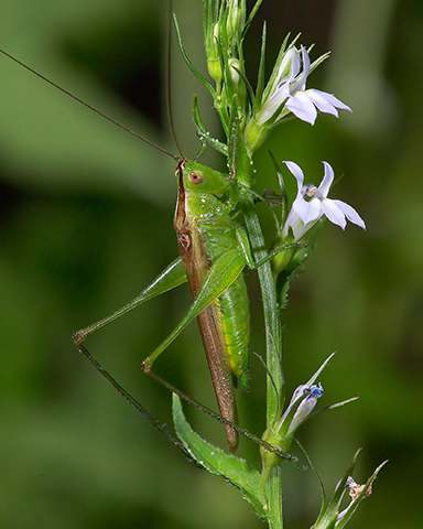 image of Conocephalus fasciatus