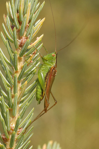 image of Conocephalus fasciatus