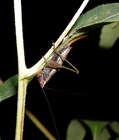 image of Conocephalus nemoralis