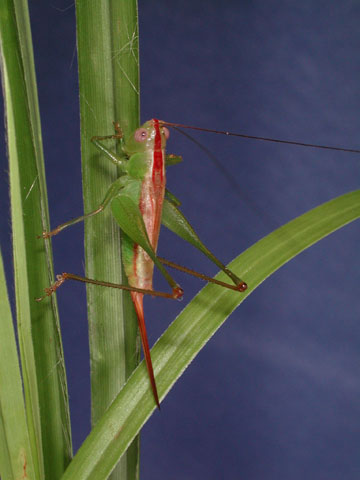 image of Conocephalus brevipennis