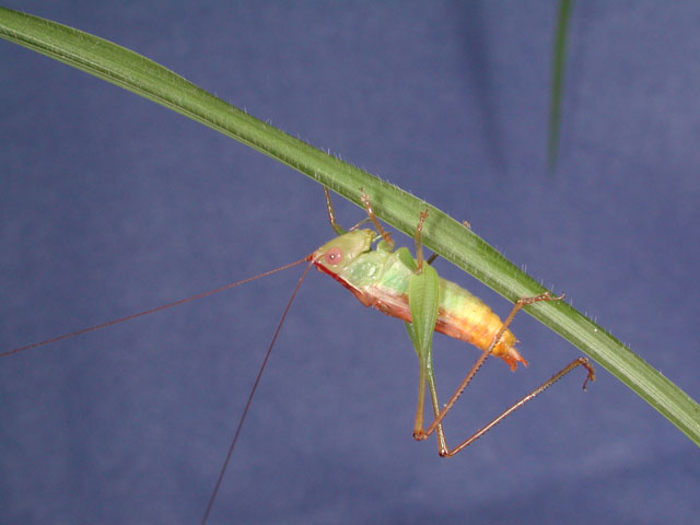 image of Conocephalus brevipennis