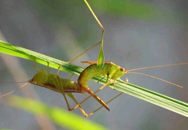 image of Conocephalus brevipennis