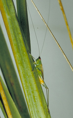 image of Conocephalus spartinae