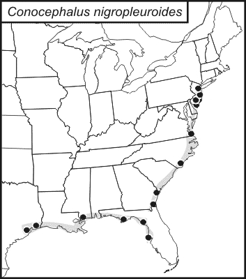 distribution map for Conocephalus nigropleuroides