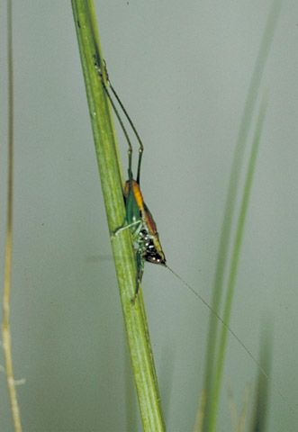 image of Conocephalus nigropleuroides