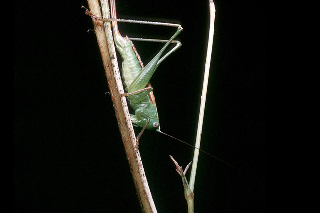 image of Conocephalus strictus