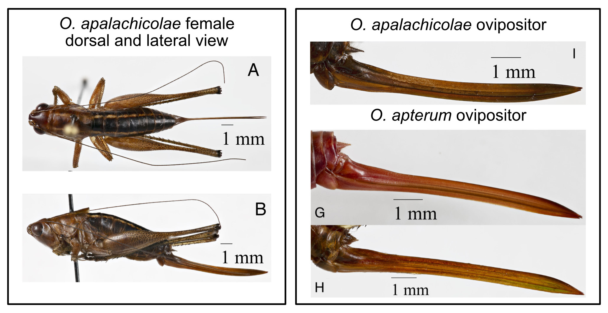 image of Odontoxiphidium apalachicolae