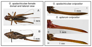  Odontoxiphidium apalachicolae