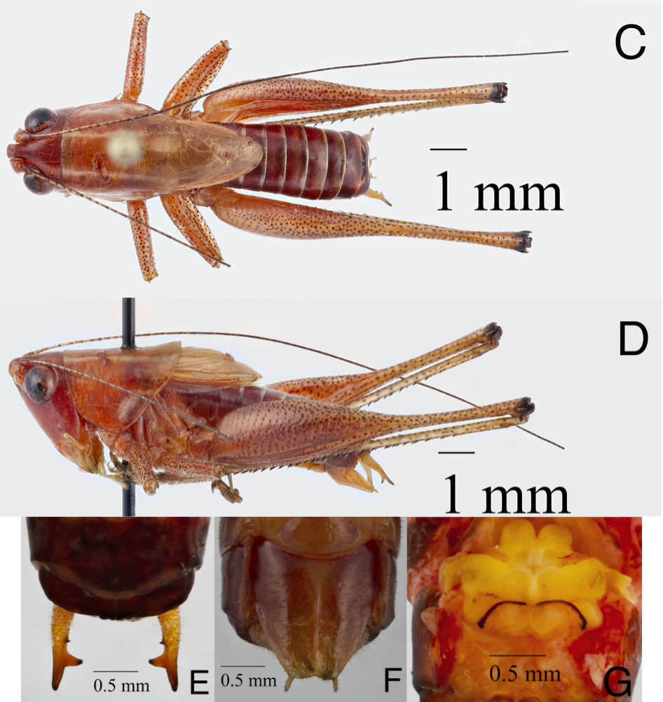 image of Odontoxiphidium apalachicolae