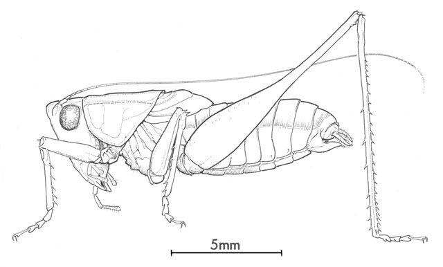 image of Odontoxiphidium apterum