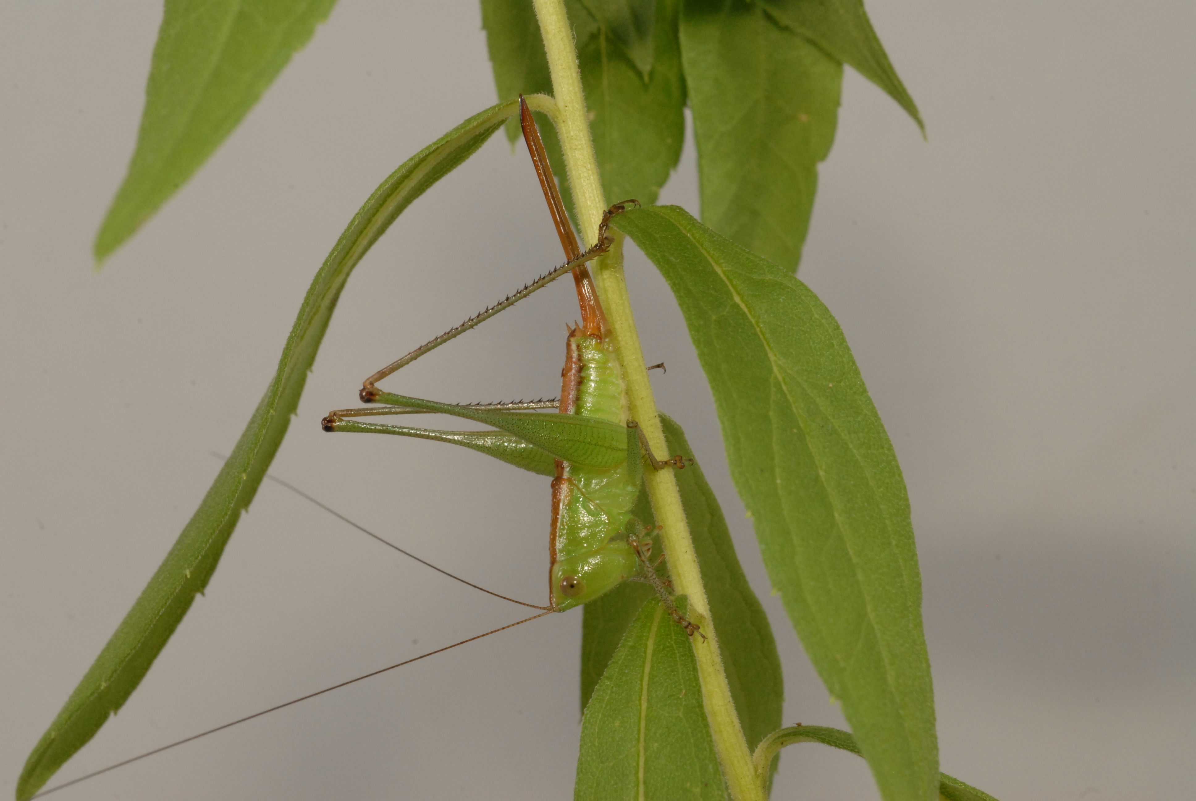 image of Odontoxiphidium apterum