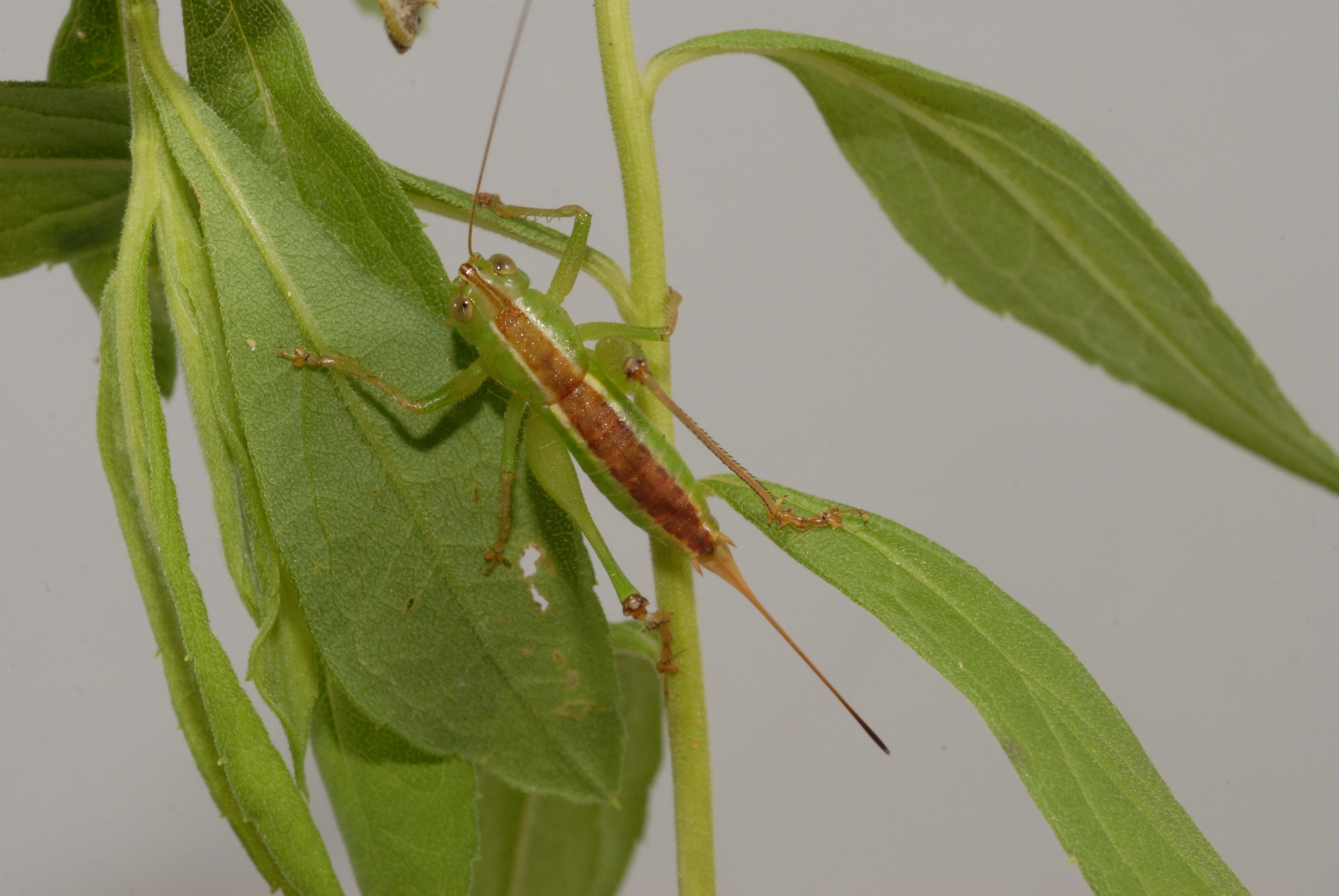 wingless meadow katydid (Odontoxiphidium apterum)