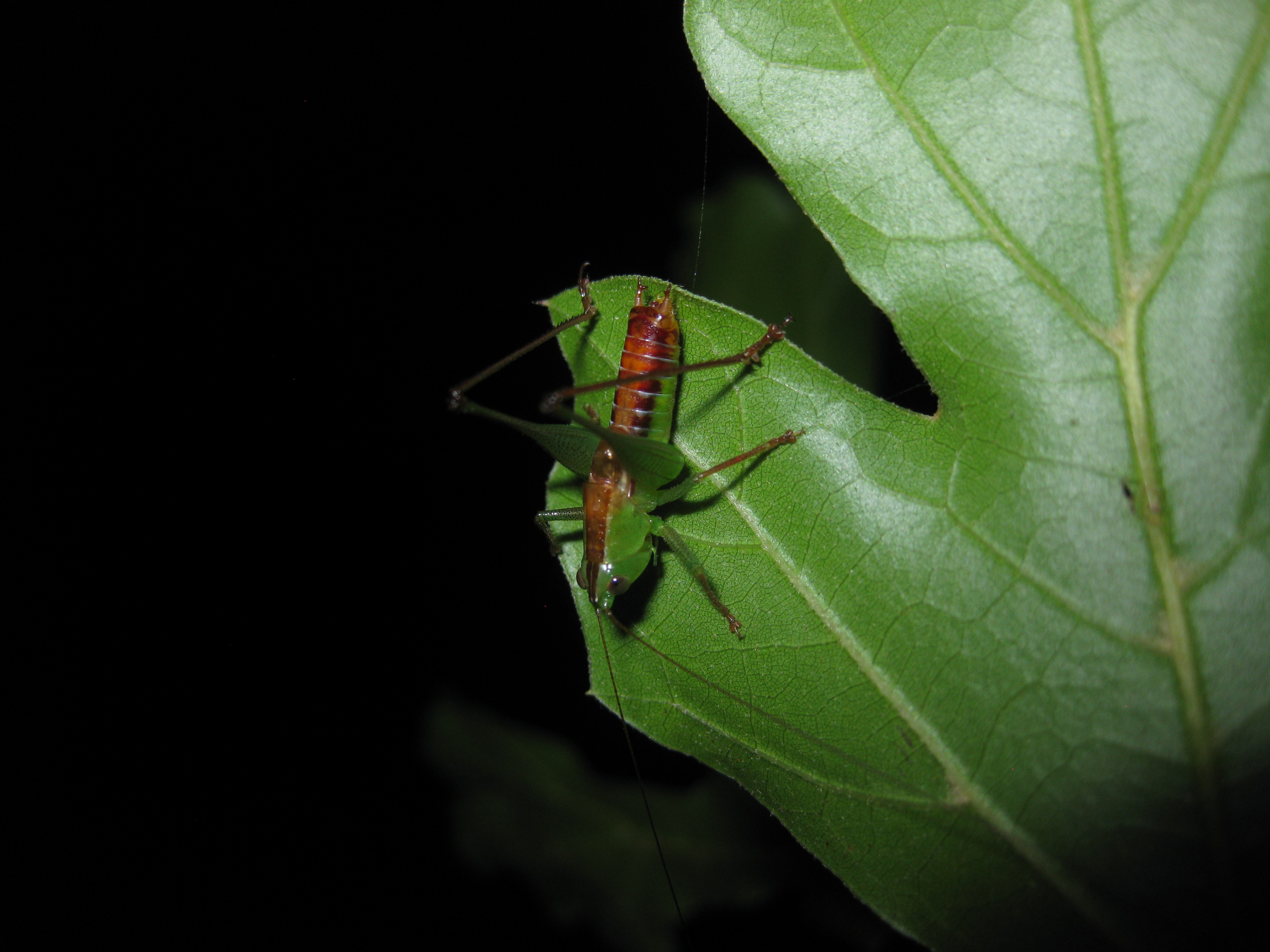 wingless meadow katydid (Odontoxiphidium apterum)