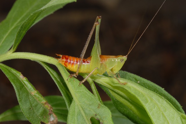 wingless meadow katydid (Odontoxiphidium apterum)