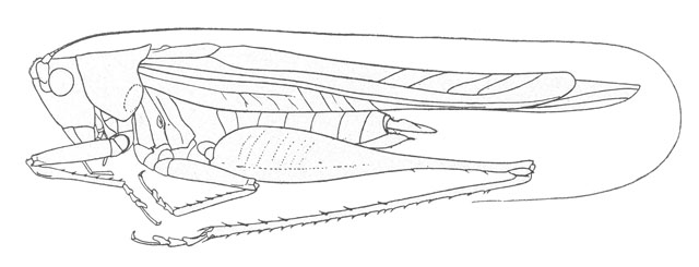 image of Orchelimum bradleyi