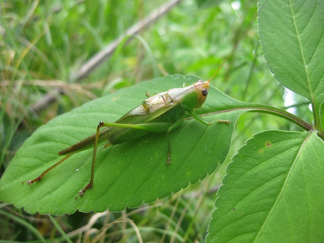 image of Orchelimum erythrocephalum