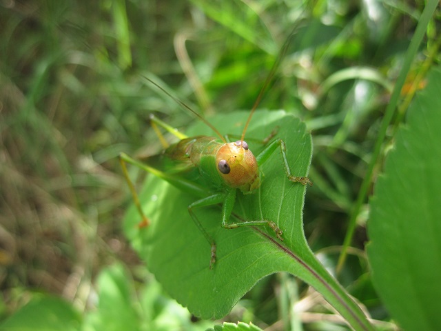 image of Orchelimum erythrocephalum