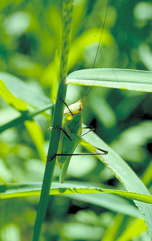 image of Orchelimum nigripes