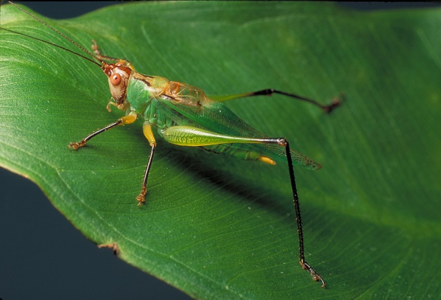 image of Orchelimum nigripes