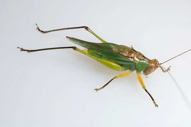 image of Orchelimum nigripes