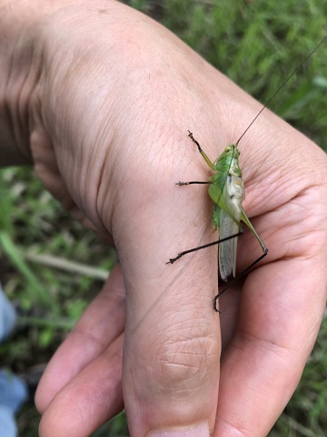 image of Orchelimum nigripes