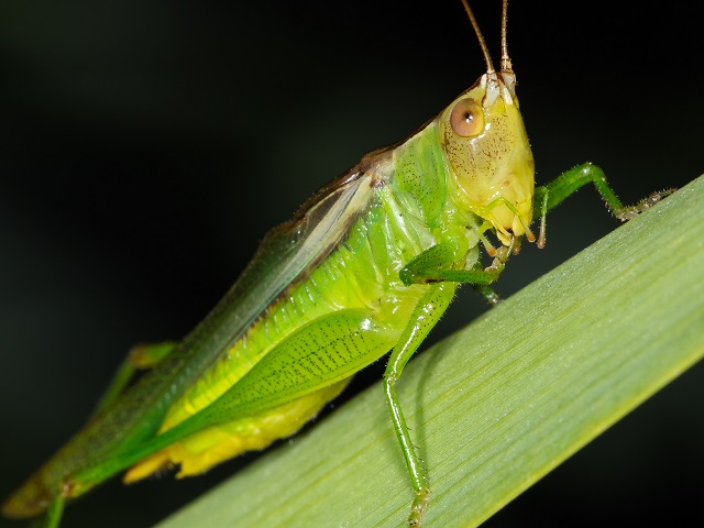 image of Orchelimum campestre