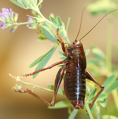 image of Anabrus cerciata