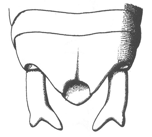 image of Pediodectes haldemanii