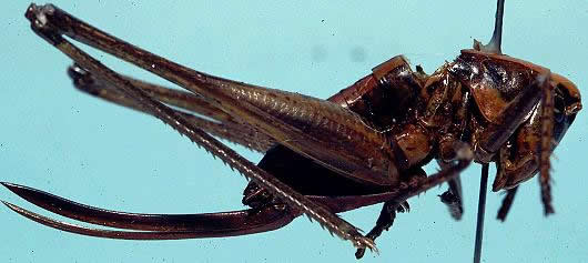 image of Pediodectes nigromarginatus