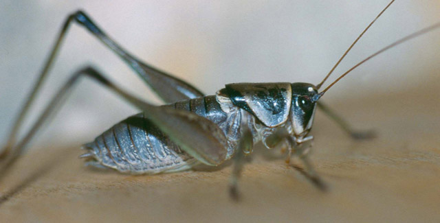 image of Pediodectes tinkhami