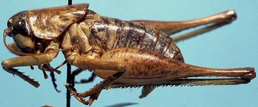 image of Pediodectes tinkhami