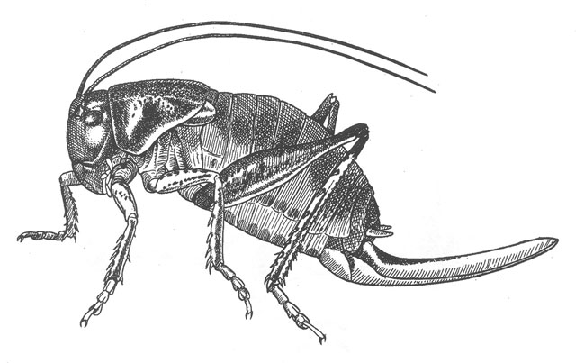 image of Peranabrus scabricollis