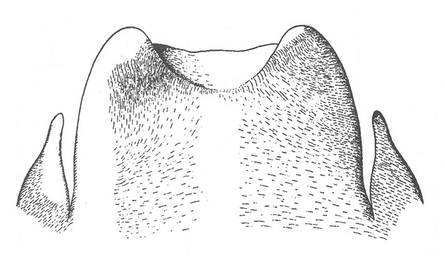 image of Peranabrus scabricollis