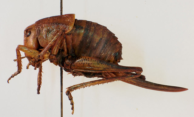 image of Peranabrus scabricollis